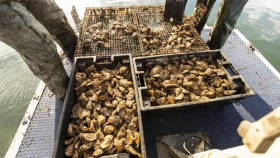 Загрязнение сточных вод сделало моллюски опасными для употребления
